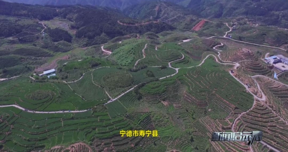 福建深山里，藏著一個低調(diào)的產(chǎn)茶大縣
