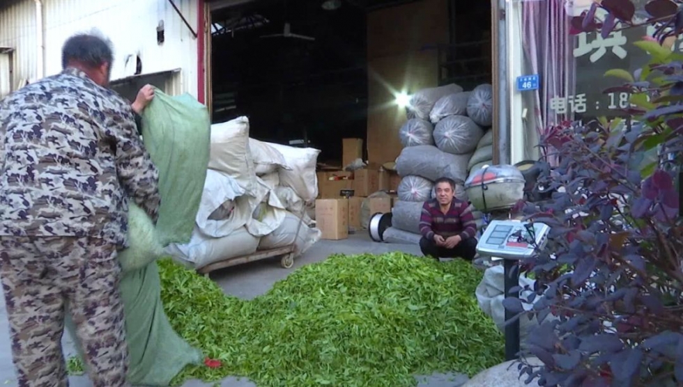 福建深山里，藏著一個低調(diào)的產(chǎn)茶大縣