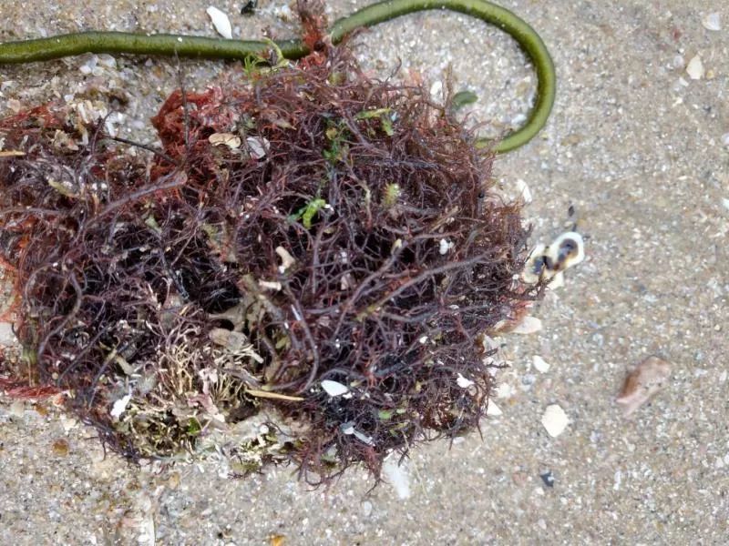 福建這處海邊出現(xiàn)這種“海帶”！千萬別吃！