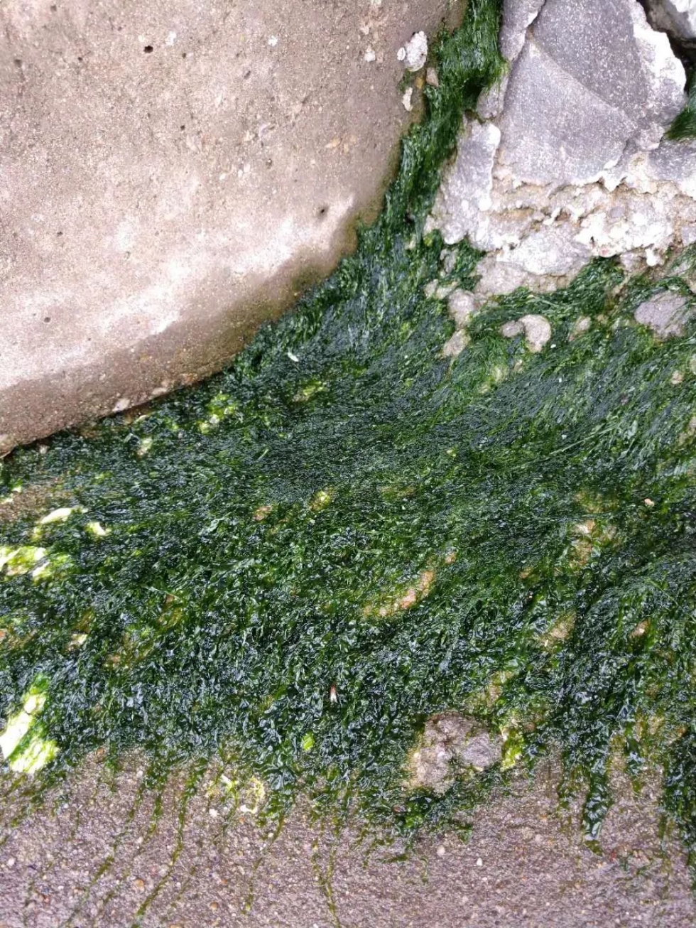 福建這處海邊出現(xiàn)這種“海帶”！千萬別吃！
