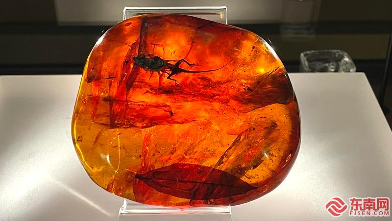 “大自然的饋贈——全球琥珀珍品展”在福建博物院展出