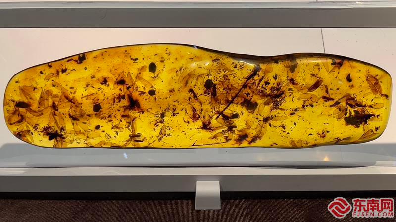 “大自然的饋贈——全球琥珀珍品展”在福建博物院展出