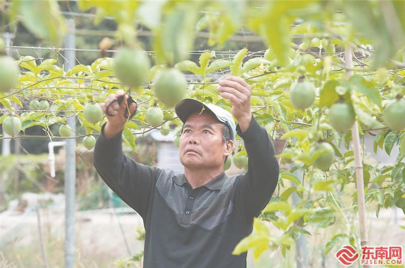 【脫貧攻堅的福建答卷】產(chǎn)業(yè)激活一池春水