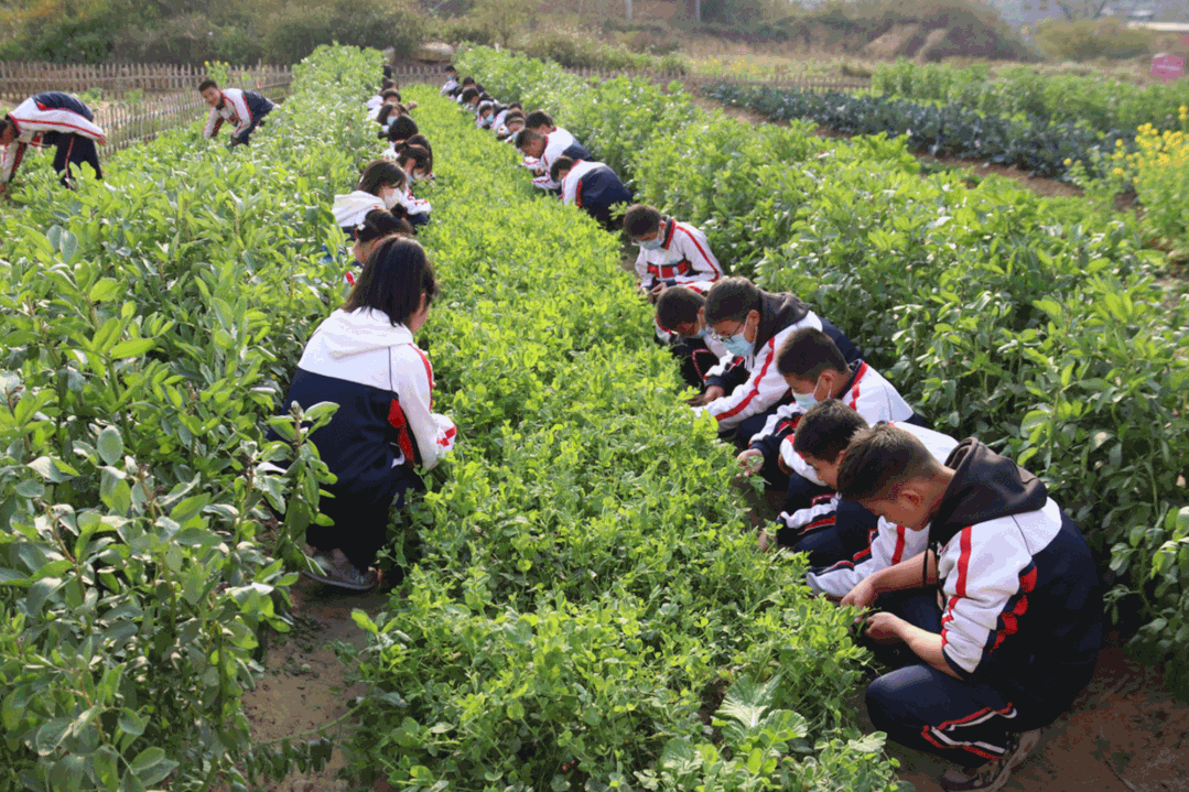 勞動(dòng)實(shí)踐基地“大豐收”，這個(gè)學(xué)校的做法亮了!