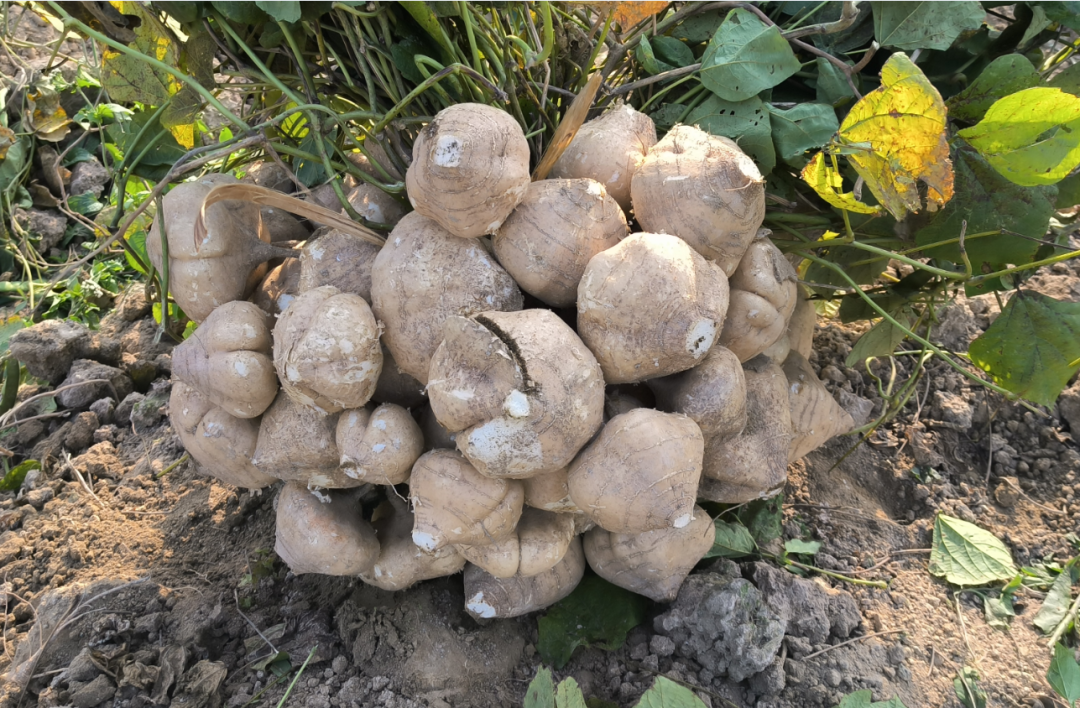 點贊！長樂這項創(chuàng)新入選全國典型