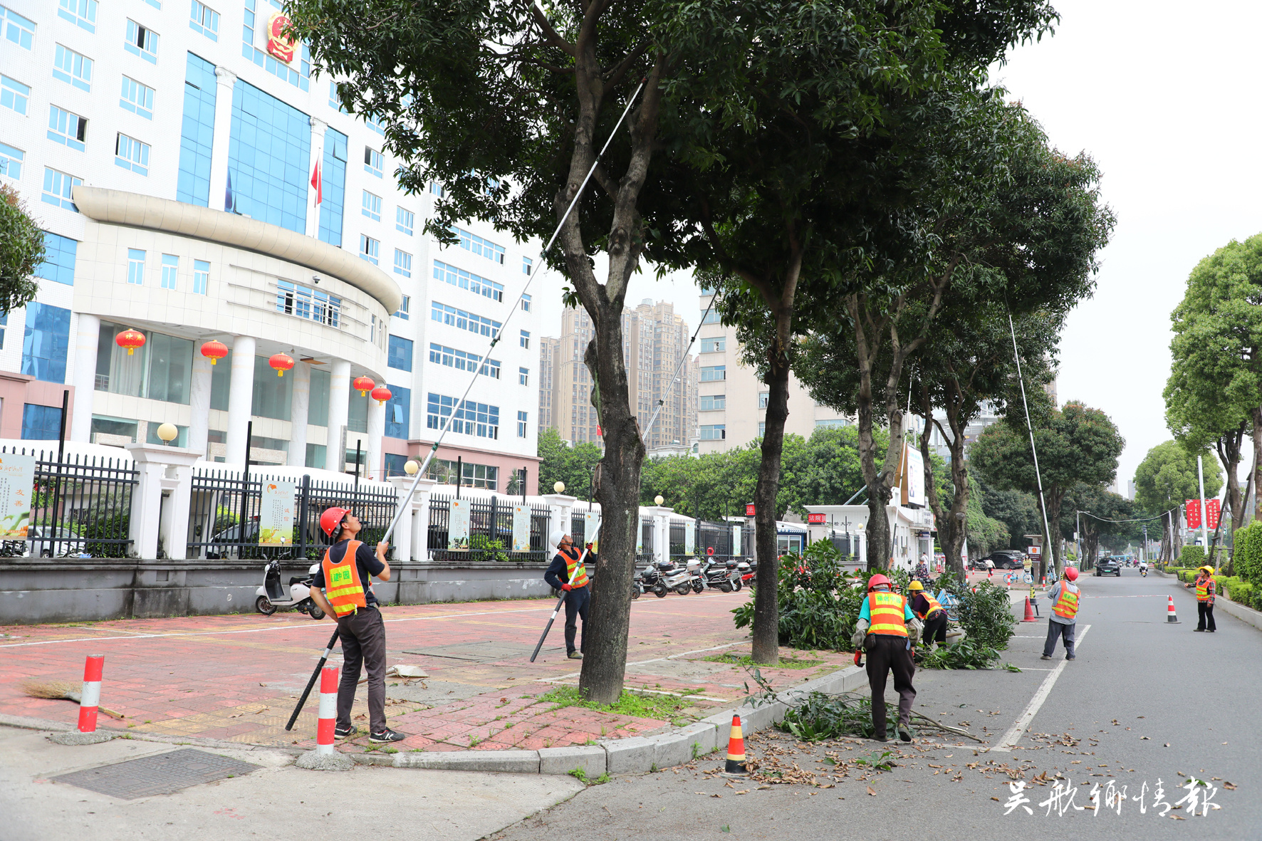 區(qū)園林中心：未雨綢繆防臺風(fēng) 修剪樹枝除隱患