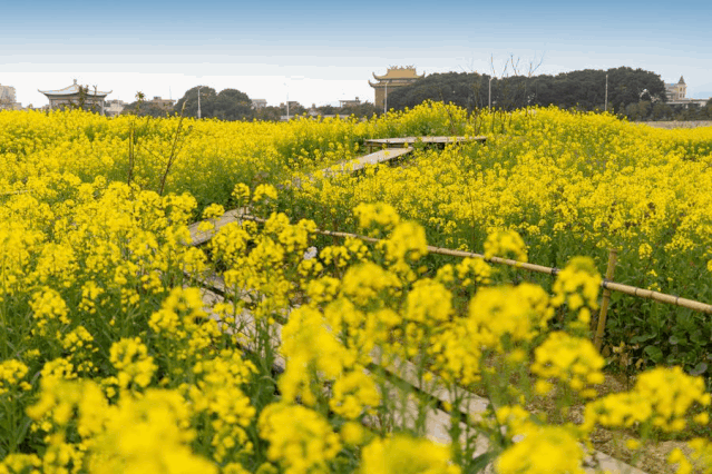 大自然的饋贈(zèng)，閩江河口國(guó)家濕地公園美如畫(huà)！