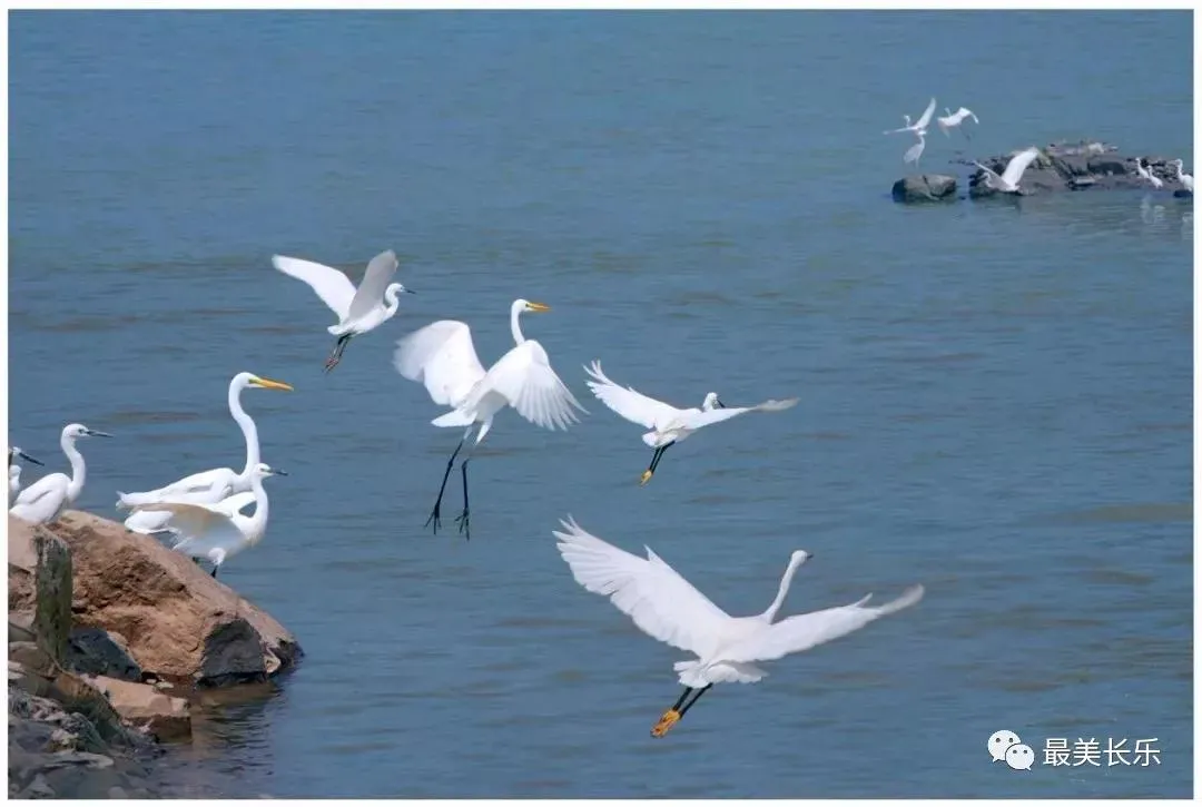 大自然的饋贈(zèng)，閩江河口國(guó)家濕地公園美如畫(huà)！