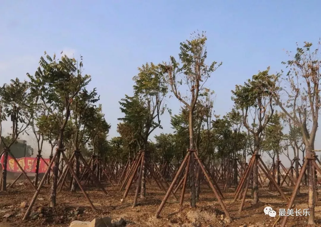 綠意滿滿！東湖濕地公園植樹添新綠！