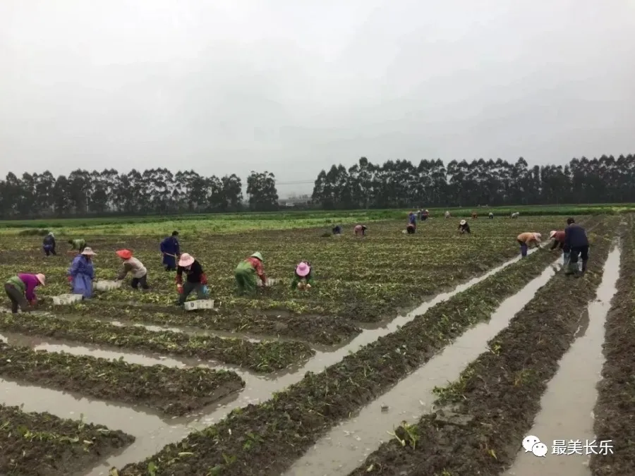 長樂：統(tǒng)籌做好經(jīng)濟社會發(fā)展 有序恢復(fù)生產(chǎn)生活秩序