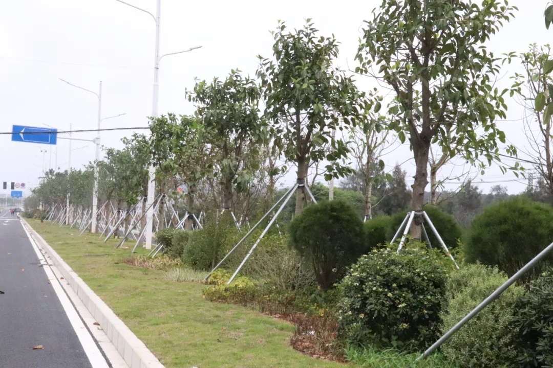 好消息！濱海新城這條道路具備通車條件了！