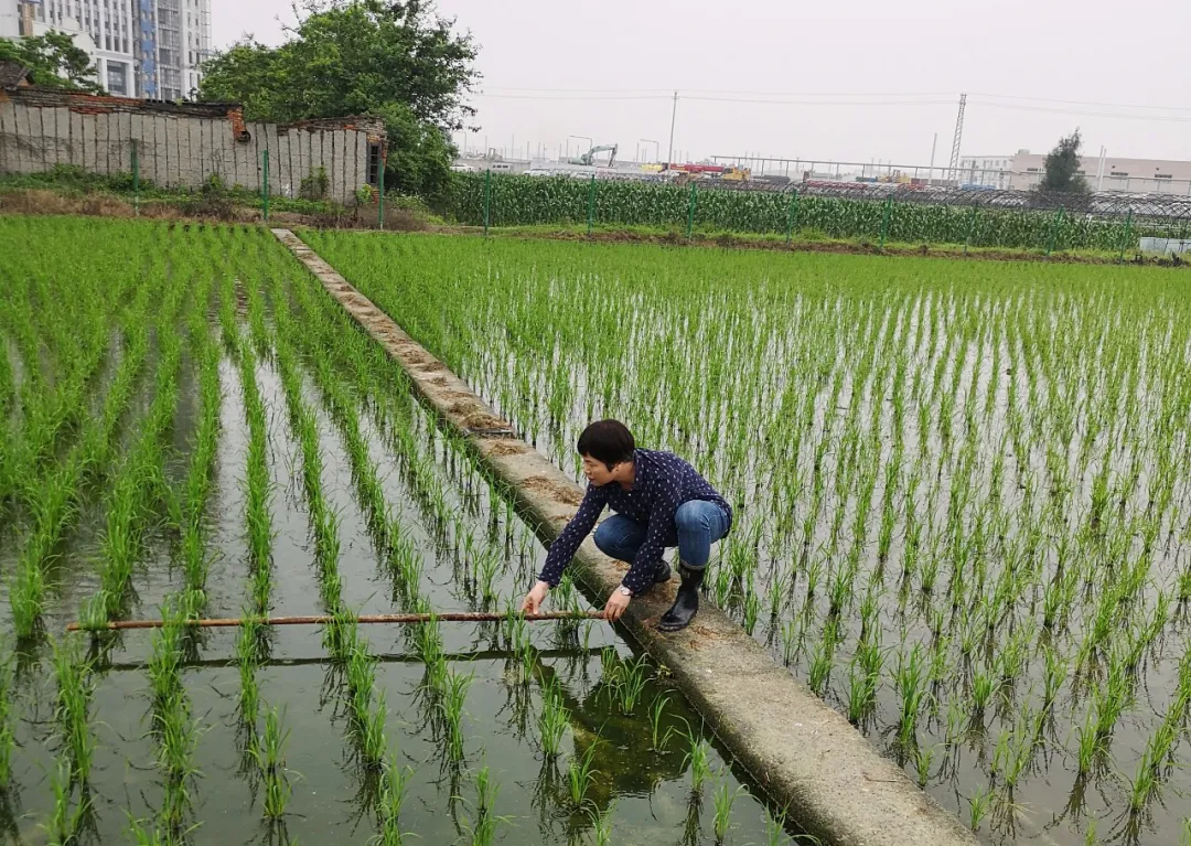 提醒！農(nóng)民朋友當(dāng)前要注意防治稻飛虱和稻縱卷葉螟?！