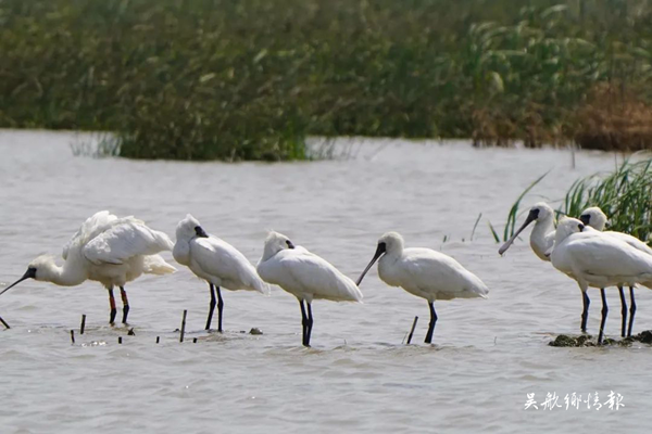 中華鳳頭燕鷗6只，黑臉琵鷺數(shù)量30只，大鳳頭燕鷗超過350只……