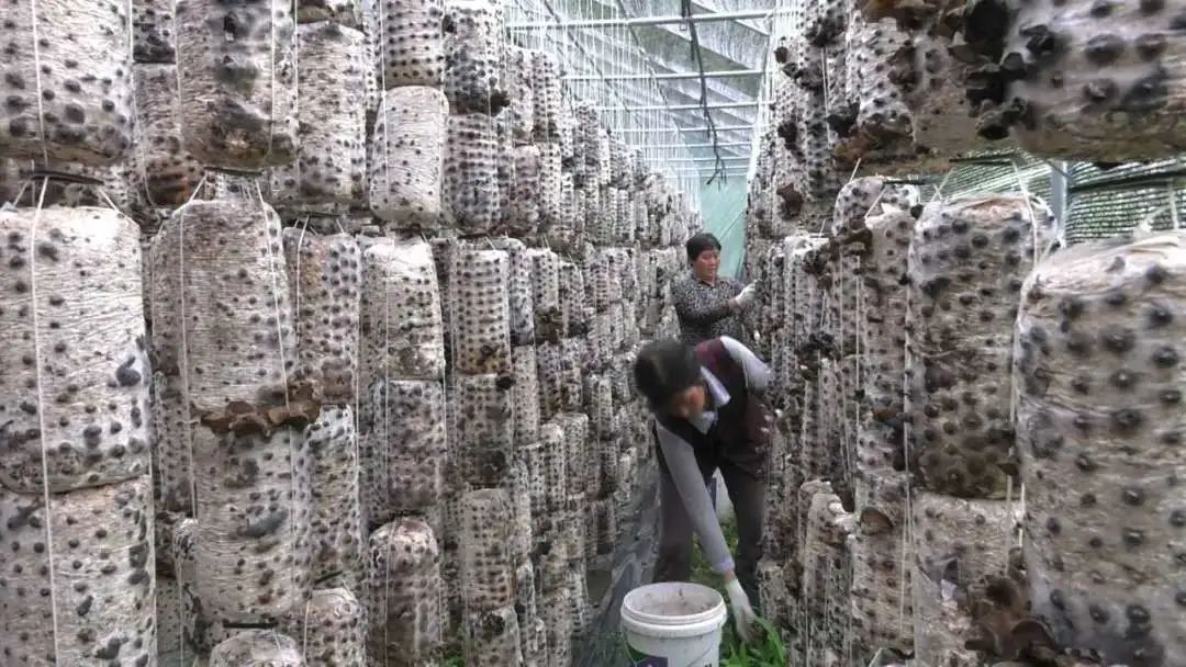 長(zhǎng)樂(lè)漳縣扶貧協(xié)作助農(nóng)脫貧致富