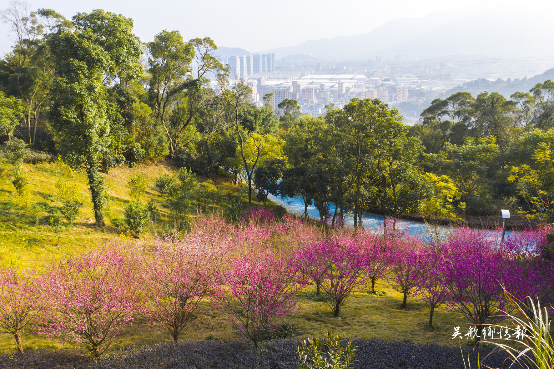 南山梅花競相開放 滿身傲氣待春來