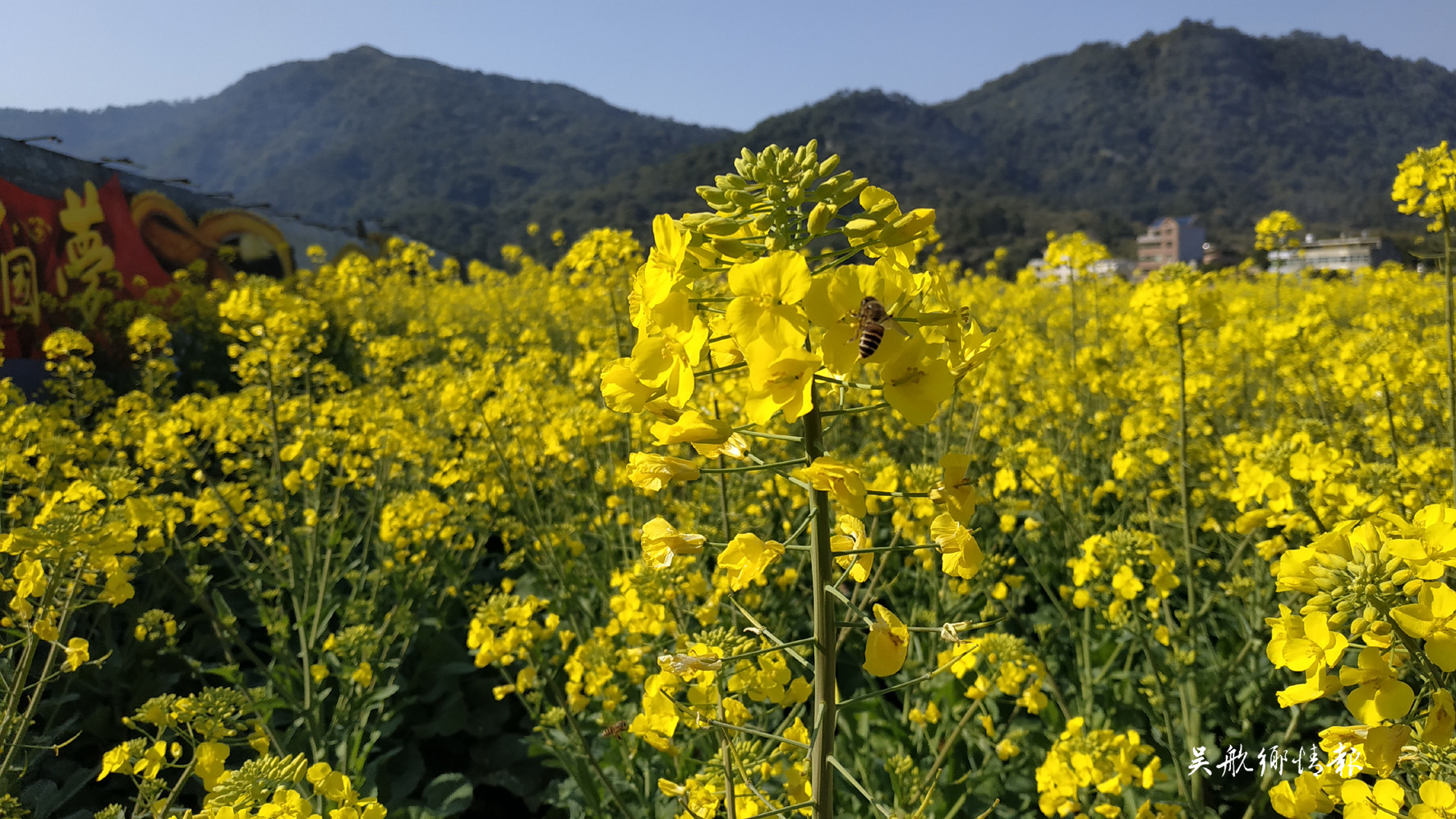  冬去千山醒 春來百花開