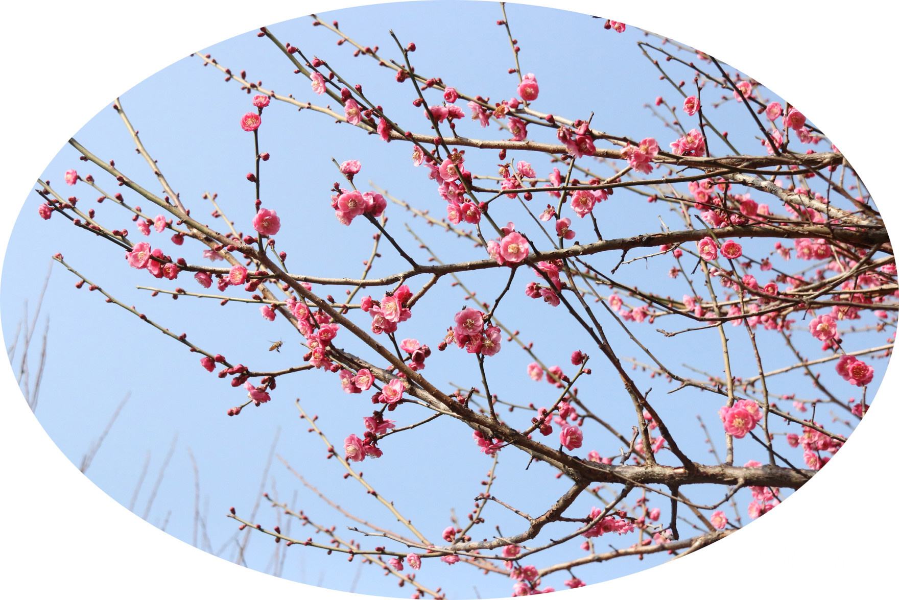  冬去千山醒 春來百花開
