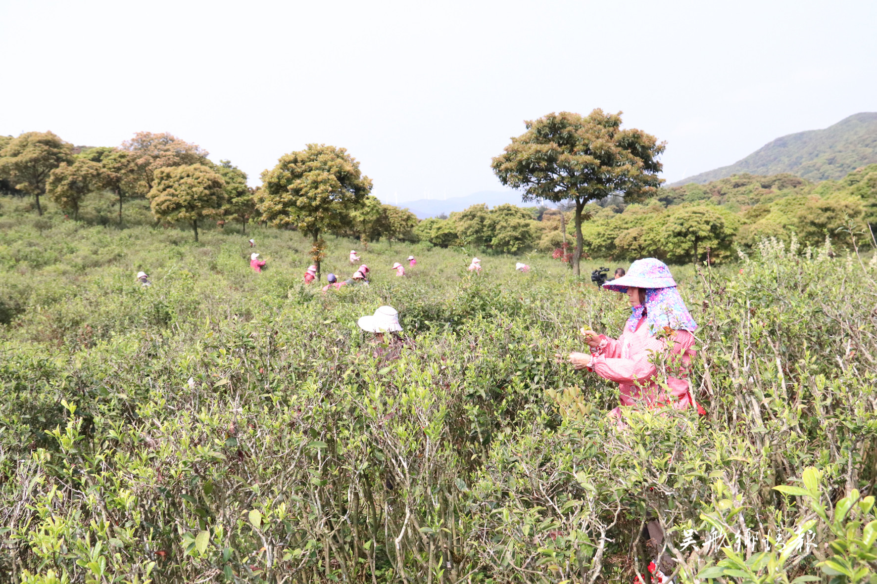 玉龍茶場今春茶好量又高