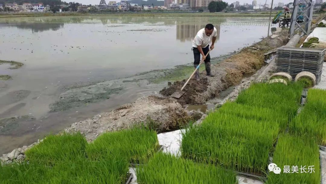 社會(huì)化服務(wù)助力 潭頭鎮(zhèn)順利完成早稻插秧