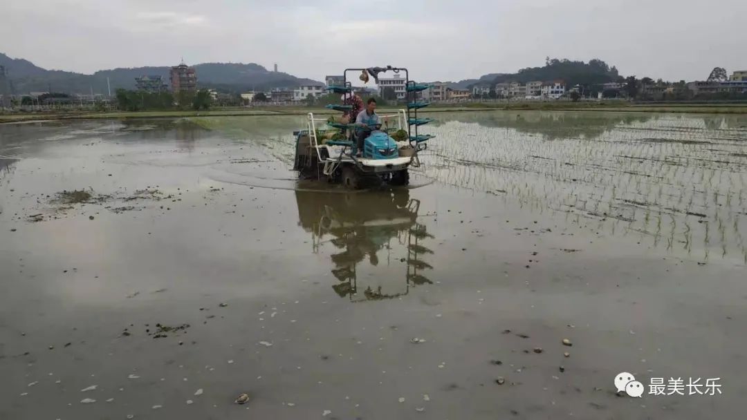 社會(huì)化服務(wù)助力 潭頭鎮(zhèn)順利完成早稻插秧