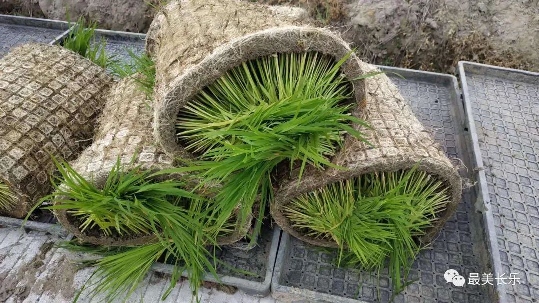 社會(huì)化服務(wù)助力 潭頭鎮(zhèn)順利完成早稻插秧