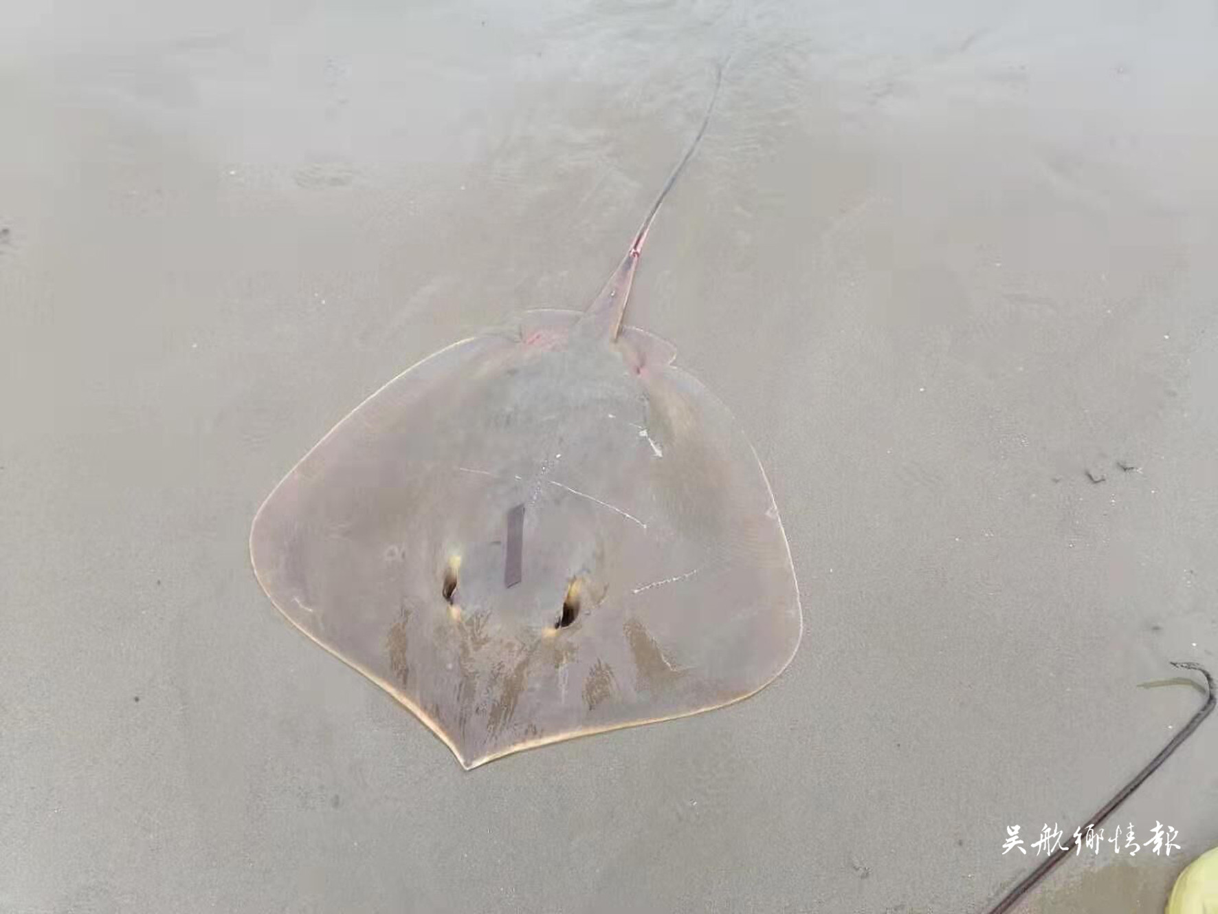 “魔鬼魚”刺傷老人　巡邏員及時(shí)救助