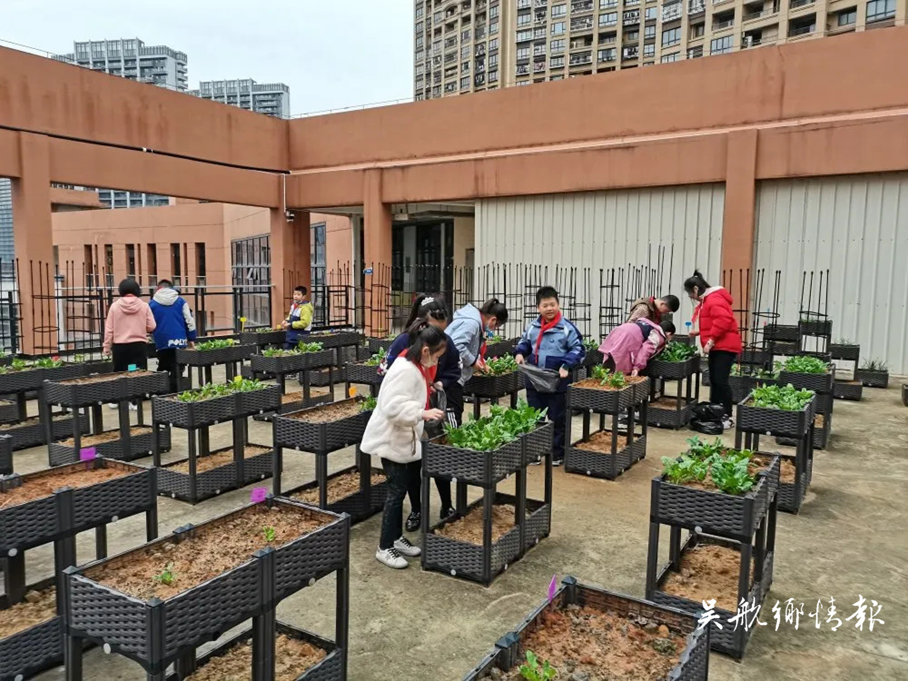 區(qū)海峽路小學(xué)：精彩課堂進菜園 寓教于樂忙“農(nóng)事”