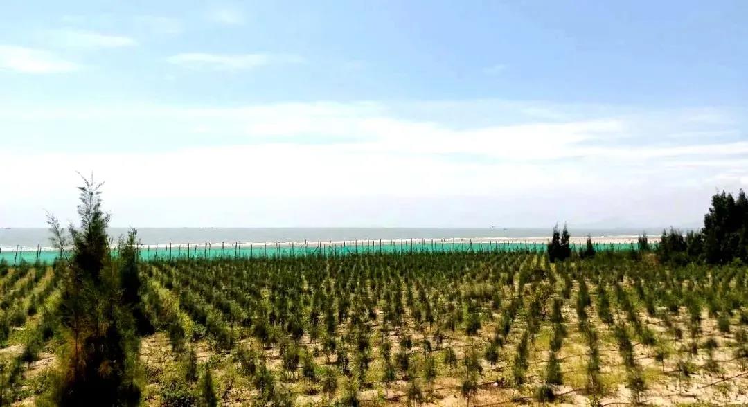 大東湖畔起新城 精彩蝶變綻繽紛 ——濱海新城四年多時光造就沉甸甸成績單