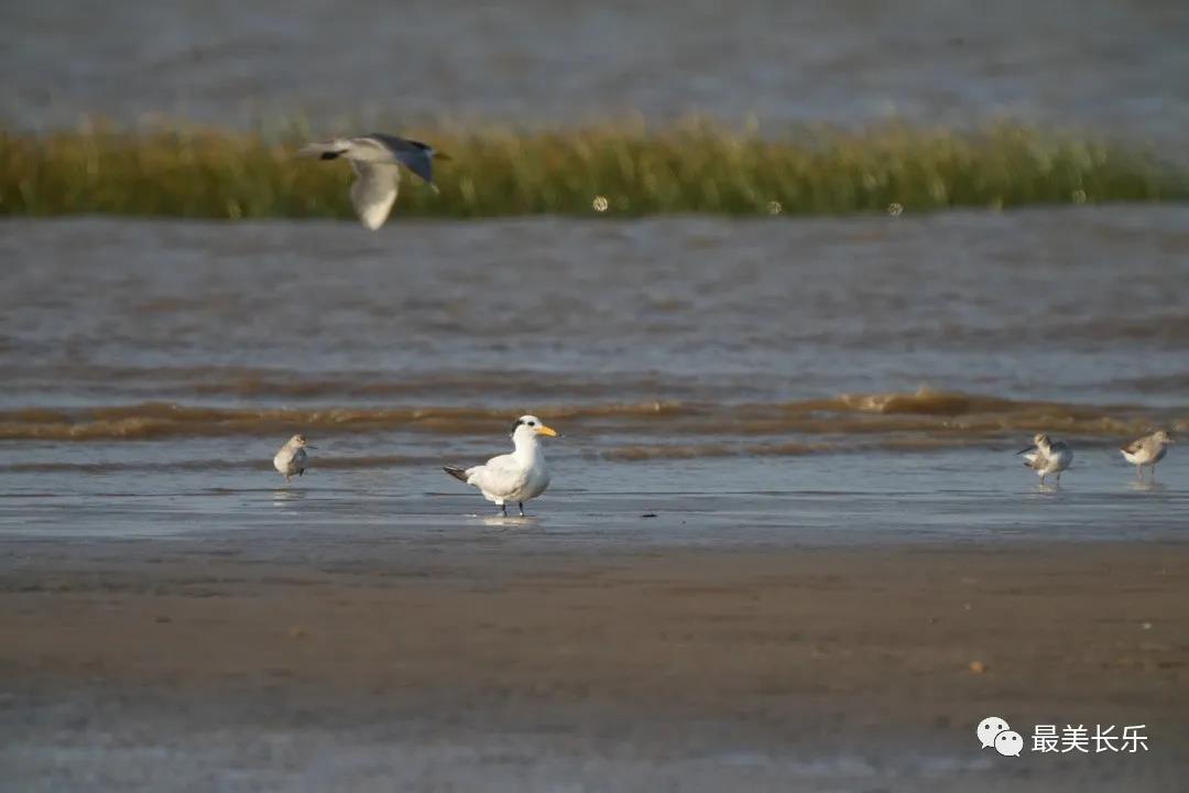 中華鳳頭燕鷗“馬妞”又來閩江河口濕地啦