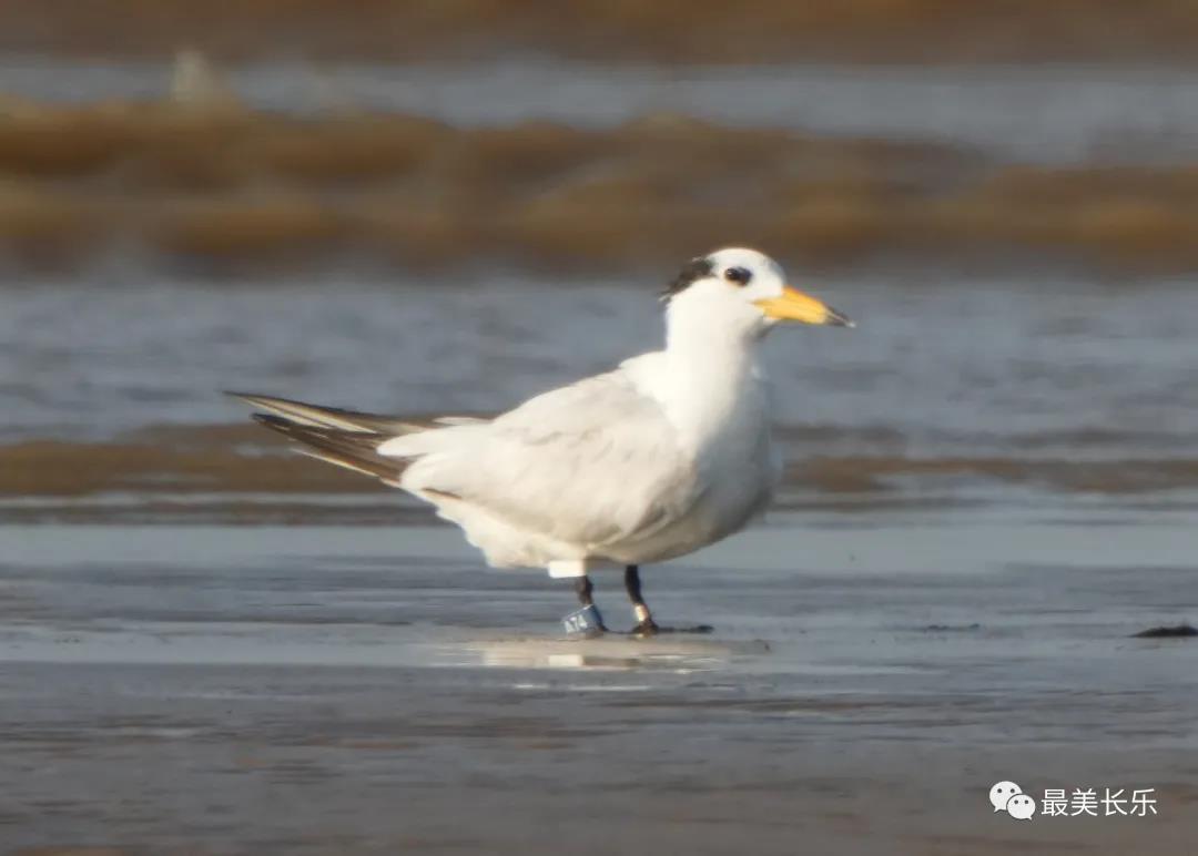 中華鳳頭燕鷗“馬妞”又來閩江河口濕地啦