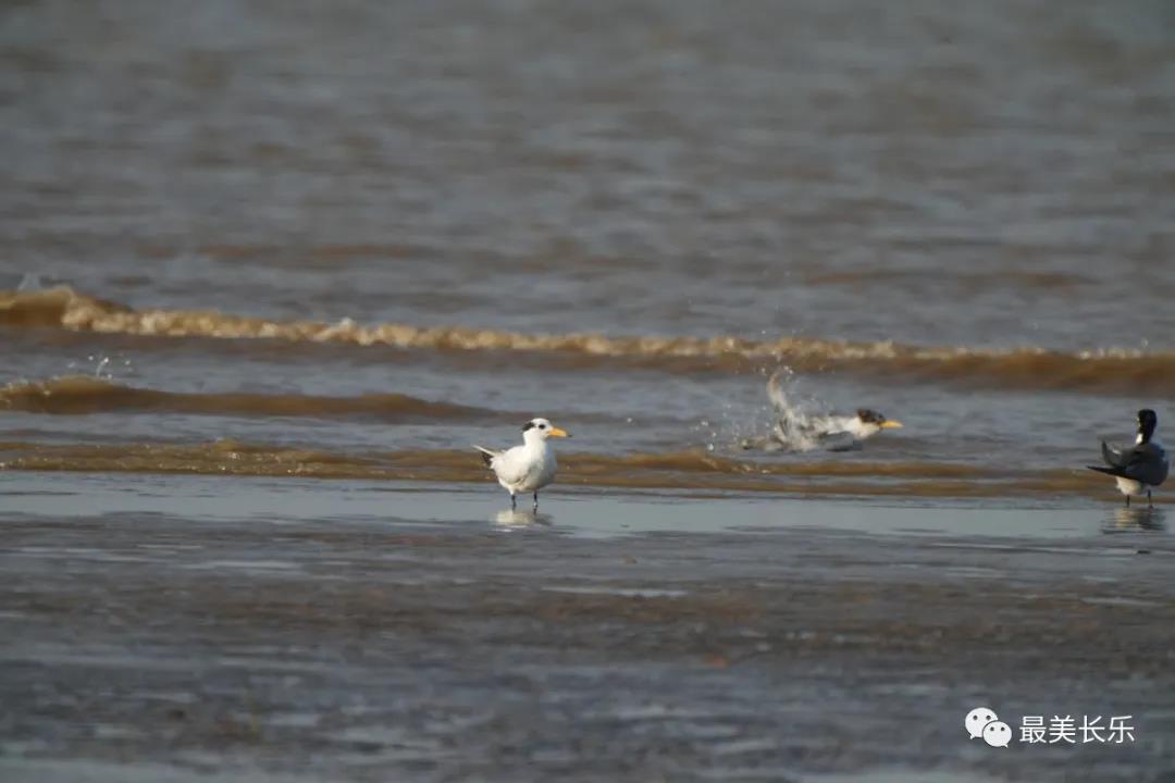 中華鳳頭燕鷗“馬妞”又來閩江河口濕地啦