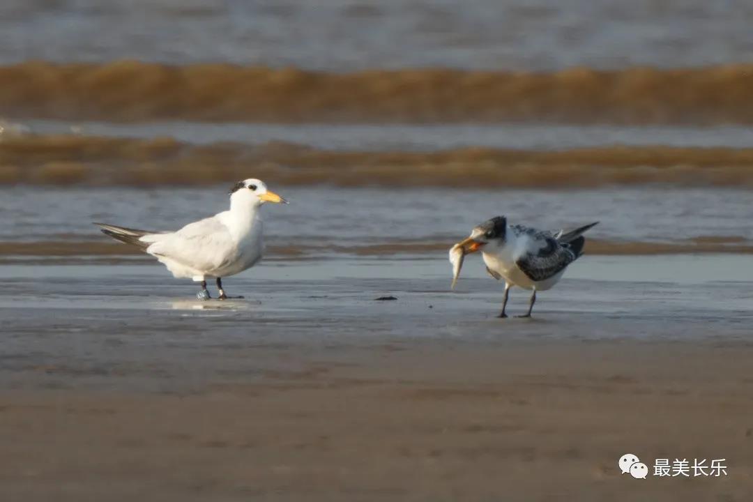 中華鳳頭燕鷗“馬妞”又來閩江河口濕地啦