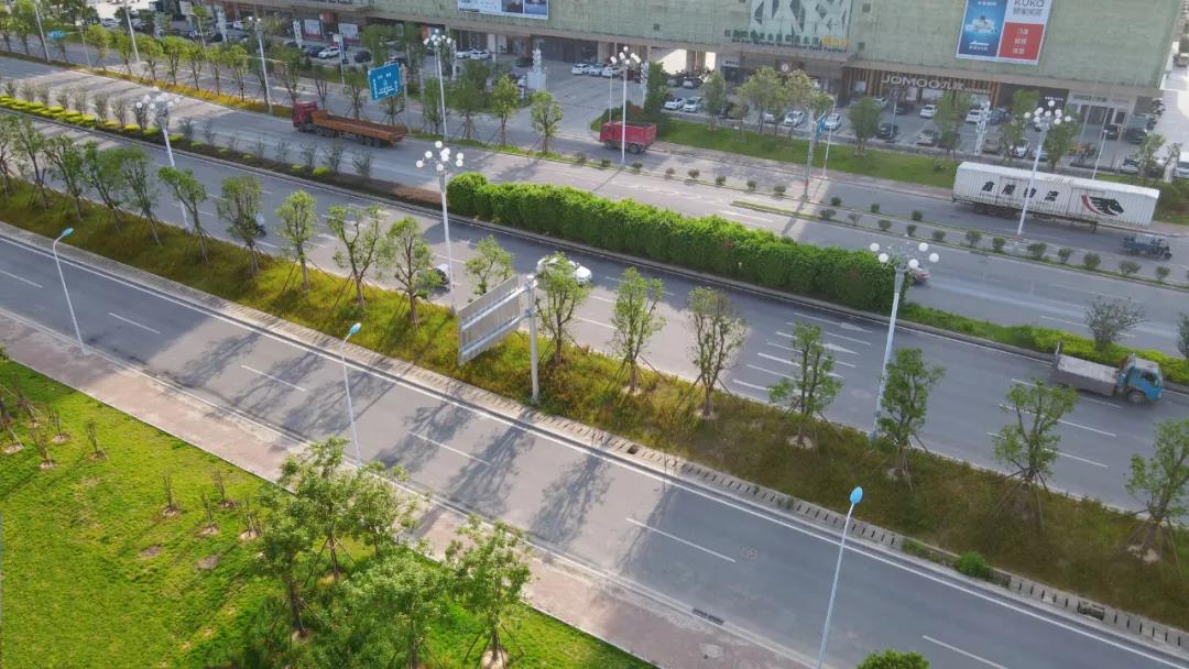 美了美了！長樂這條道路綠化升級(jí)！