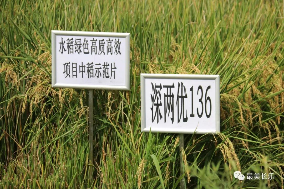 豐收啦！長樂中稻收成創(chuàng)新高 農(nóng)民豐收節(jié)里樂開顏