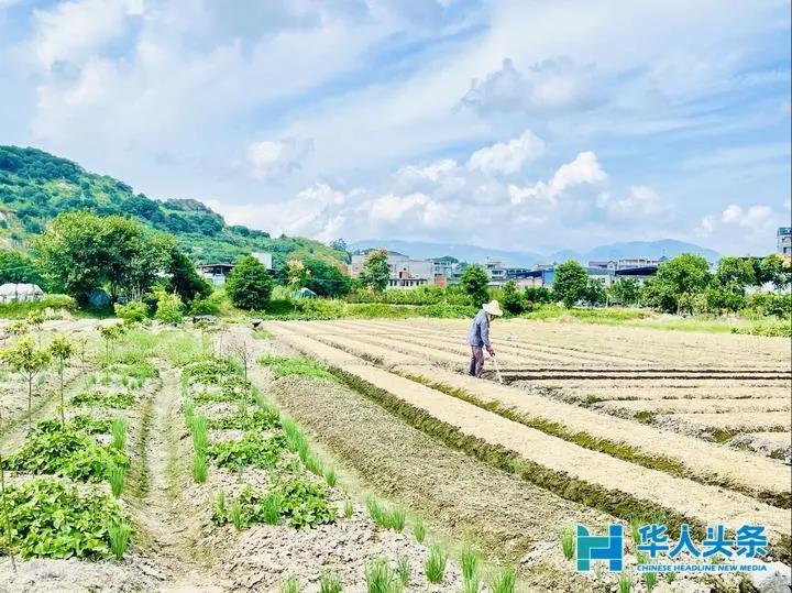 嶼北村：“一村十園”綠色生態(tài)景，道不盡殷殷桑梓情