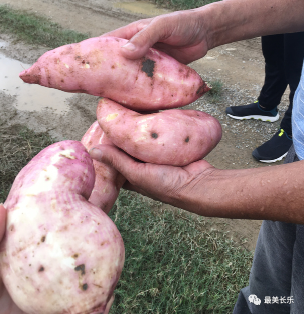 讓“土疙瘩”變“金豆豆” 鶴上鎮(zhèn)擦亮“番薯”金招牌