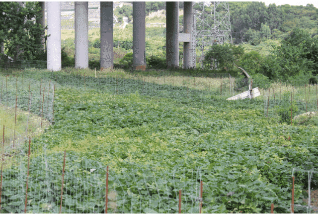 讓“土疙瘩”變“金豆豆” 鶴上鎮(zhèn)擦亮“番薯”金招牌