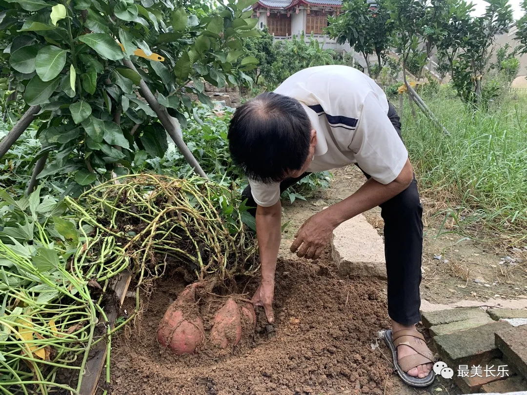 讓“土疙瘩”變“金豆豆” 鶴上鎮(zhèn)擦亮“番薯”金招牌