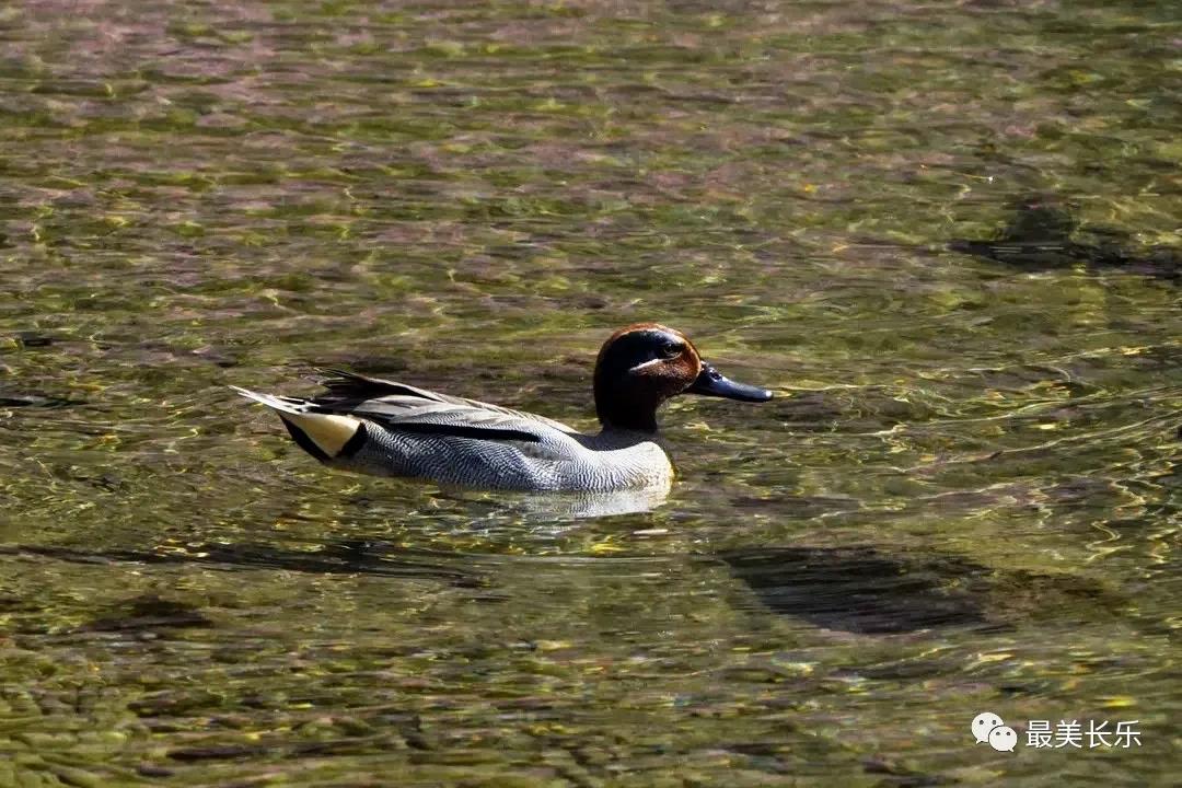 大批雁鴨類水鳥陸續(xù)抵達 快來閩江河口濕地“數(shù)鴨子”