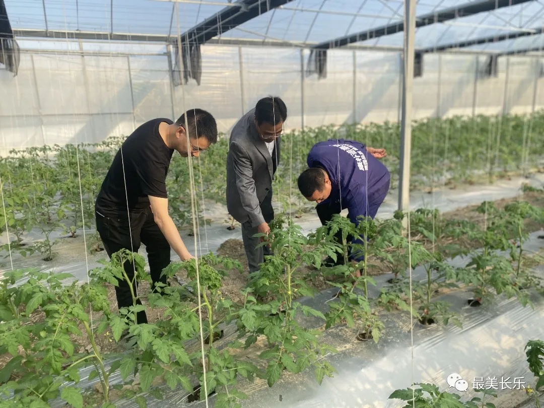 仙高村：發(fā)展高效農業(yè)種植 帶動群眾增收致富