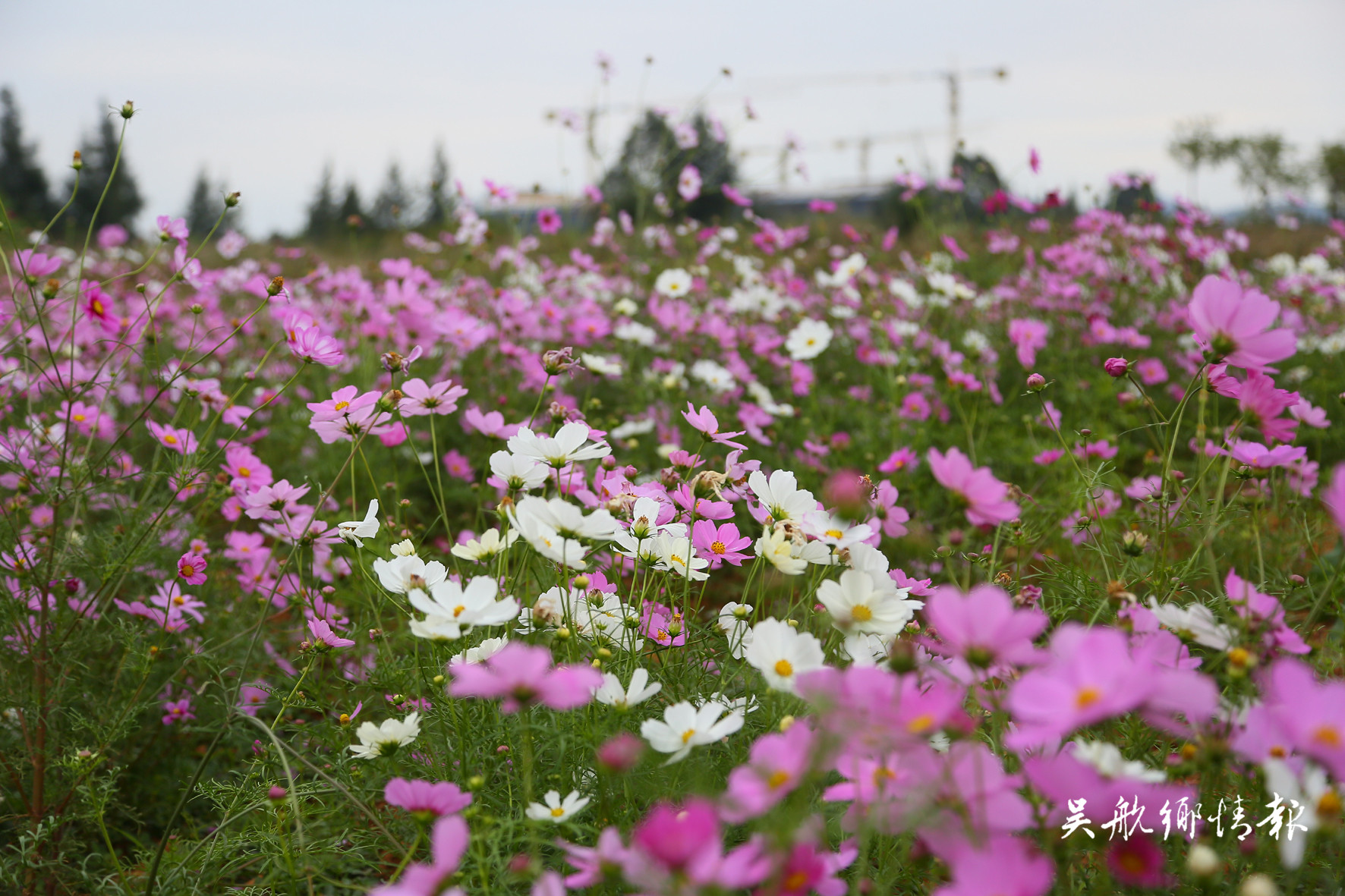 濕地公園成片波斯菊驚艷綻放