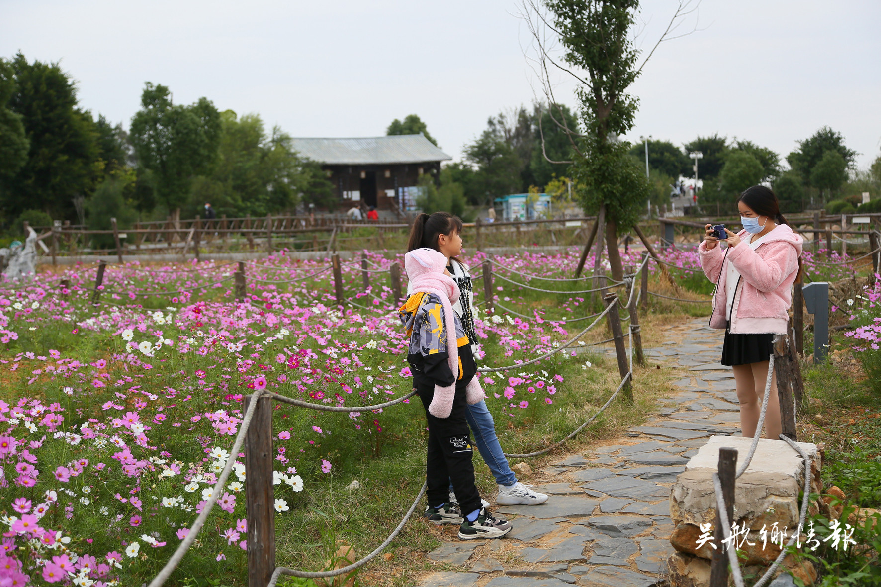 濕地公園成片波斯菊驚艷綻放