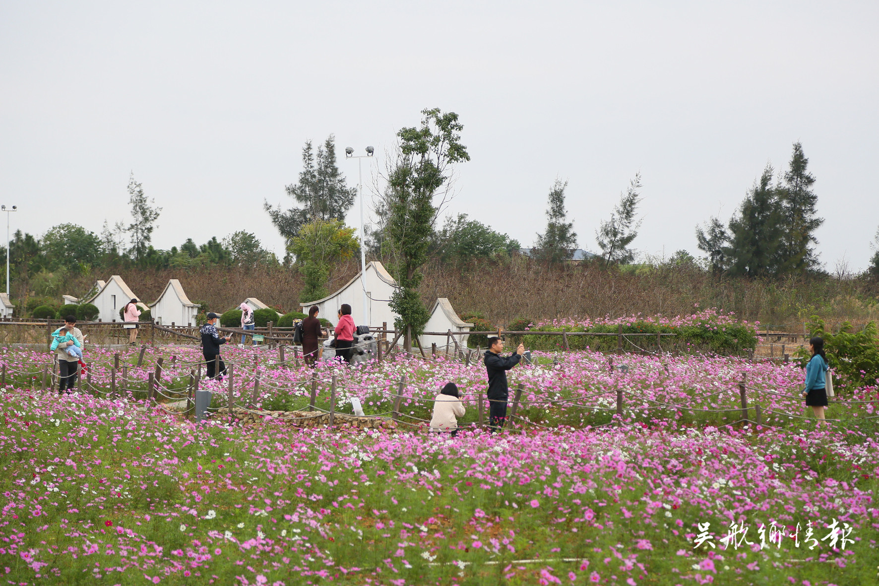 濕地公園成片波斯菊驚艷綻放