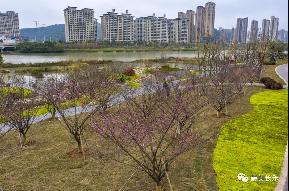 洞江湖濕地公園內(nèi)梅花凌寒盛放