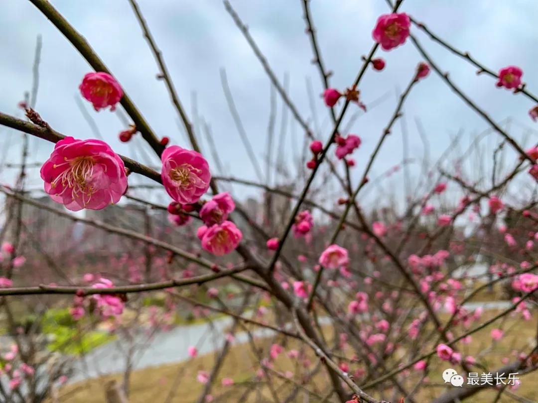 洞江湖濕地公園內(nèi)梅花凌寒盛放