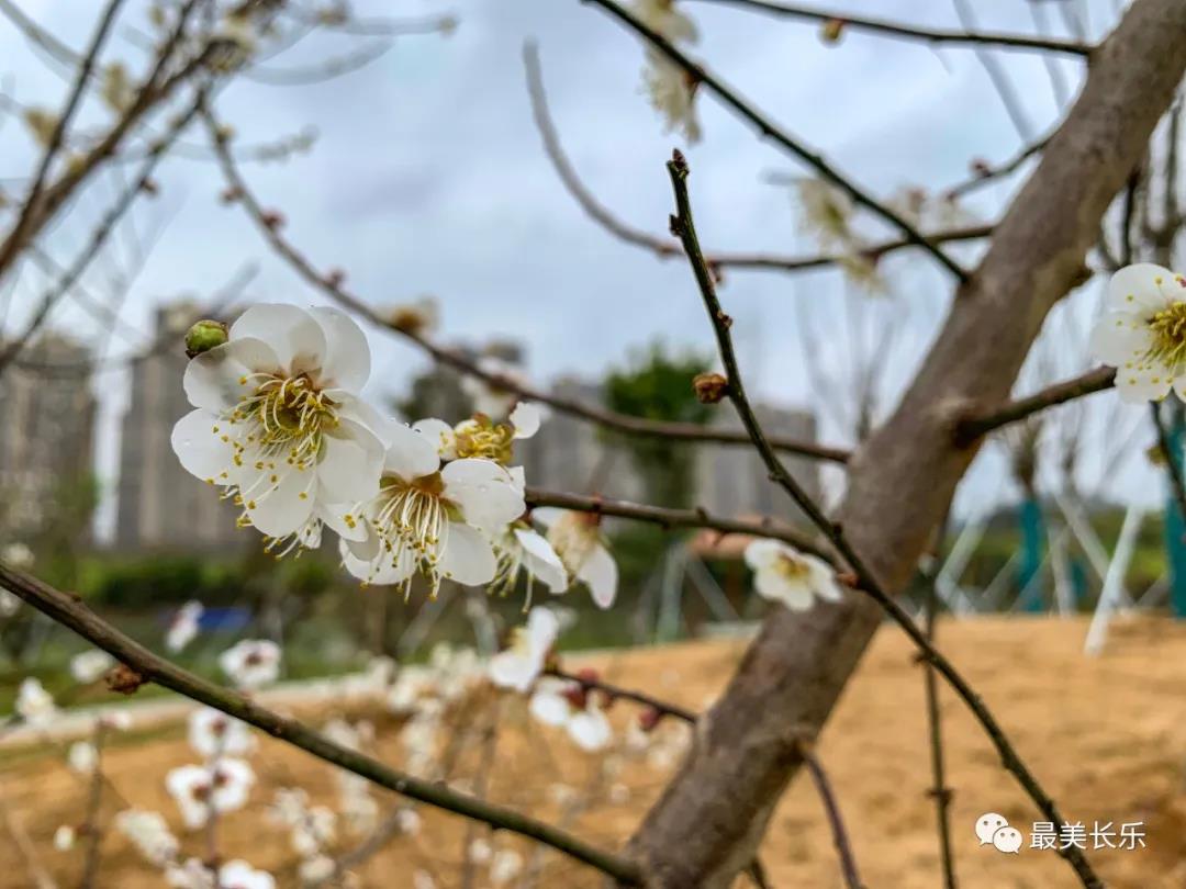 洞江湖濕地公園內(nèi)梅花凌寒盛放