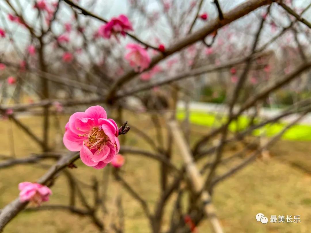 洞江湖濕地公園內(nèi)梅花凌寒盛放