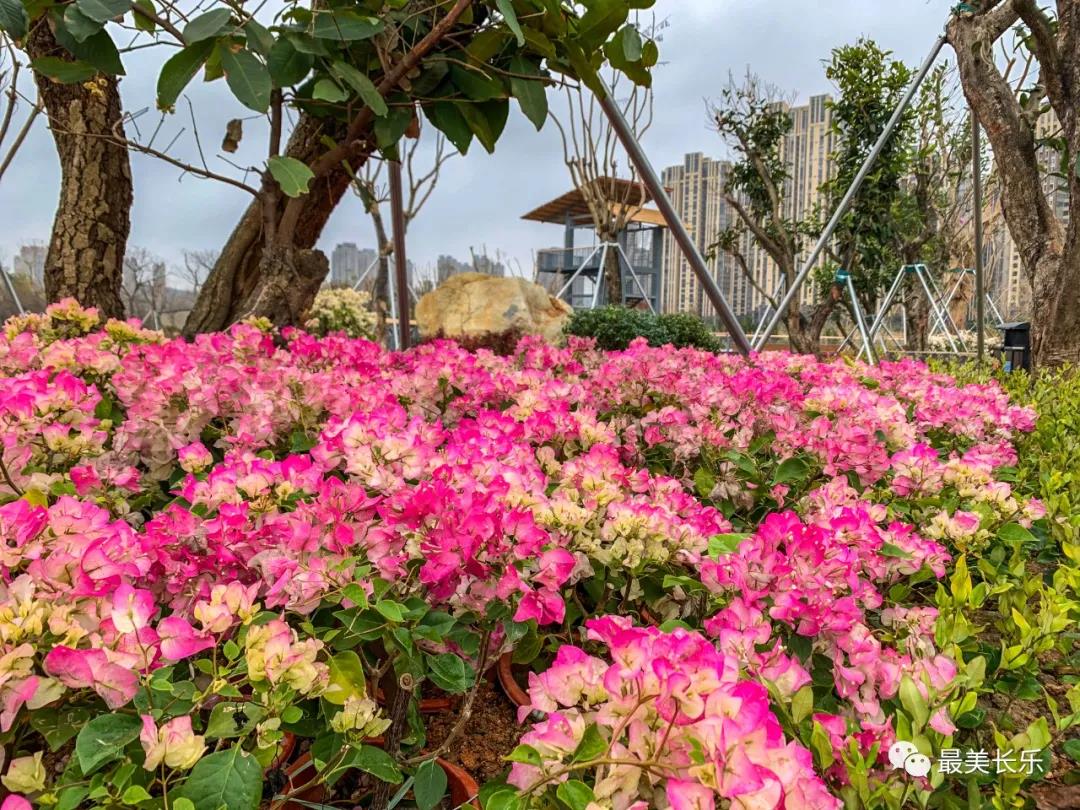 洞江湖濕地公園內(nèi)梅花凌寒盛放