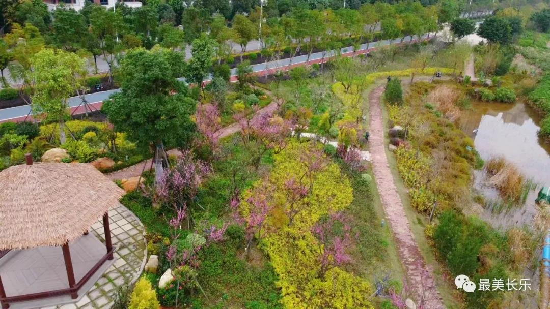 洞江湖濕地公園內(nèi)梅花凌寒盛放
