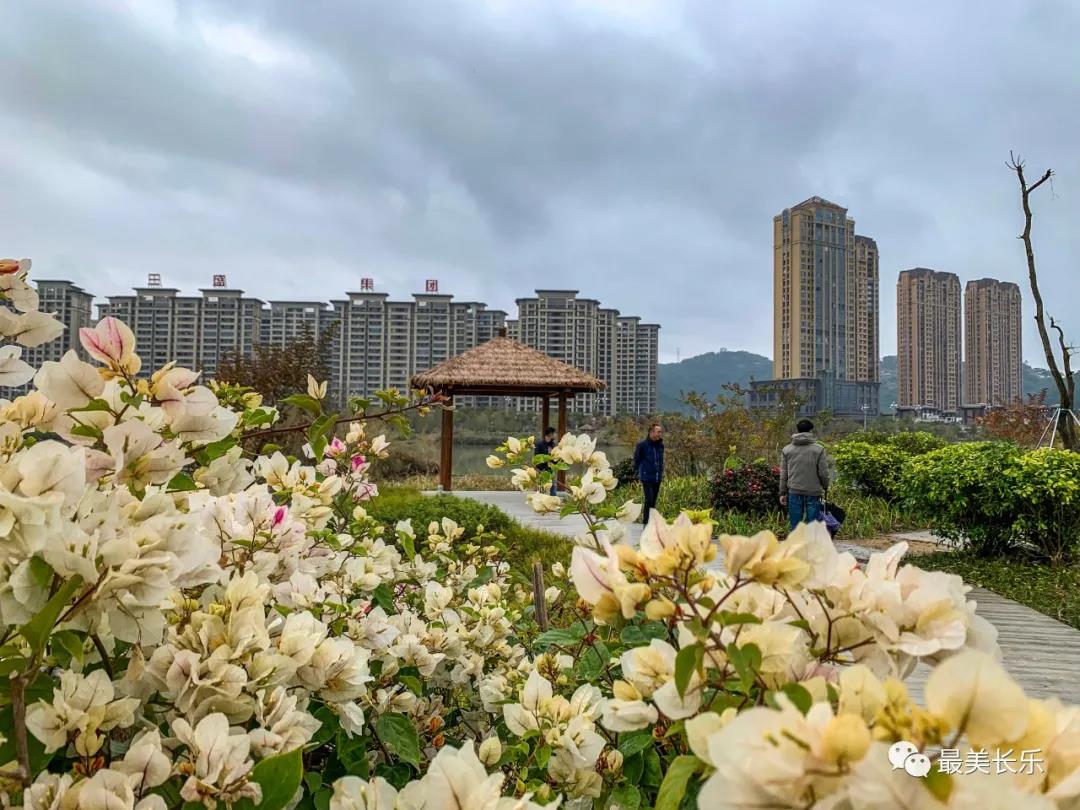 洞江湖濕地公園內(nèi)梅花凌寒盛放